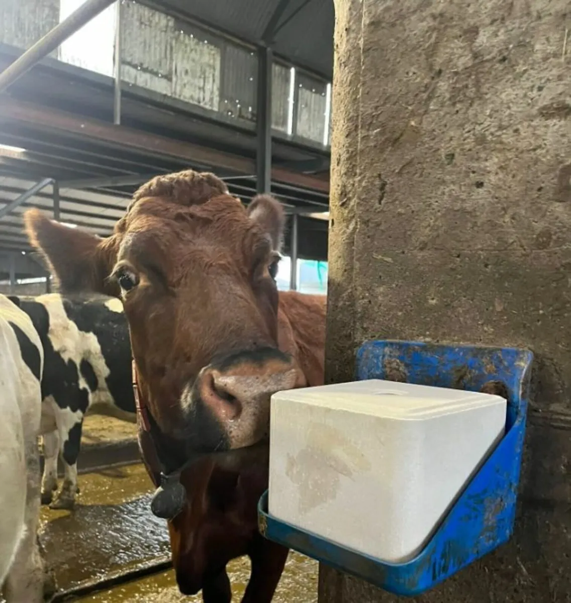 Pre Calver MINERAL BLOCKS 20KG - FREE FLEECE - Image 1