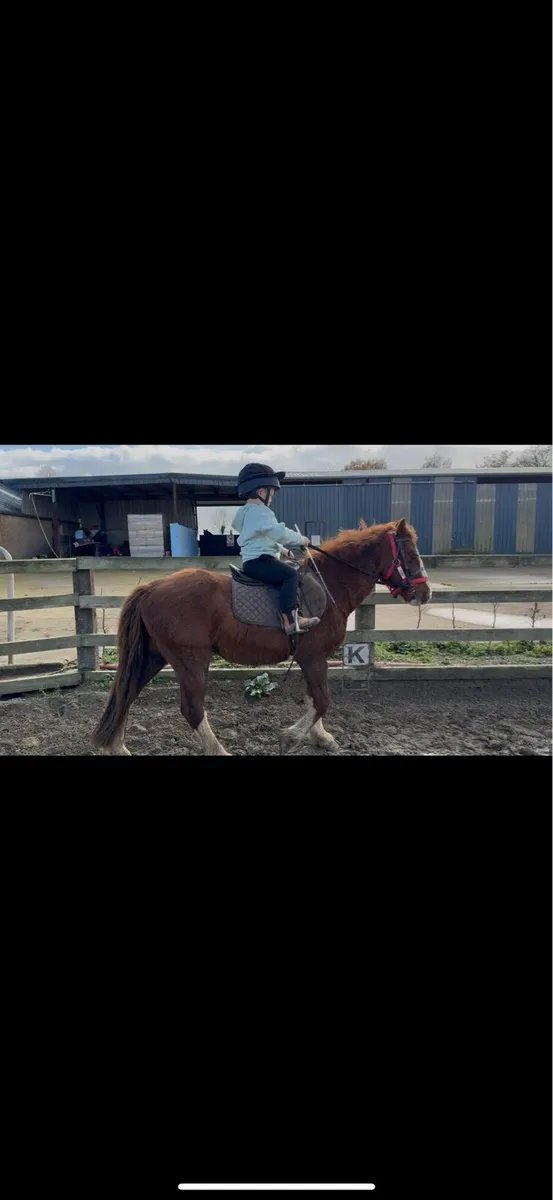 One in a million pony - Image 4