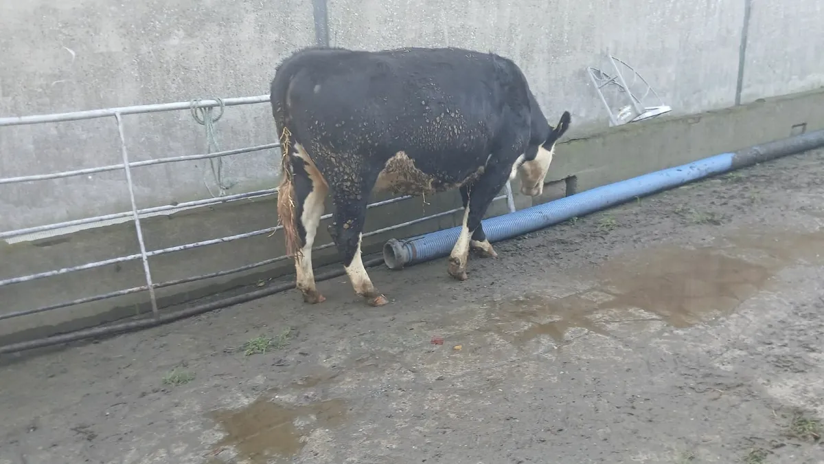 For Sale Gortatlea Mart this Fri, 31st Oct - Image 2