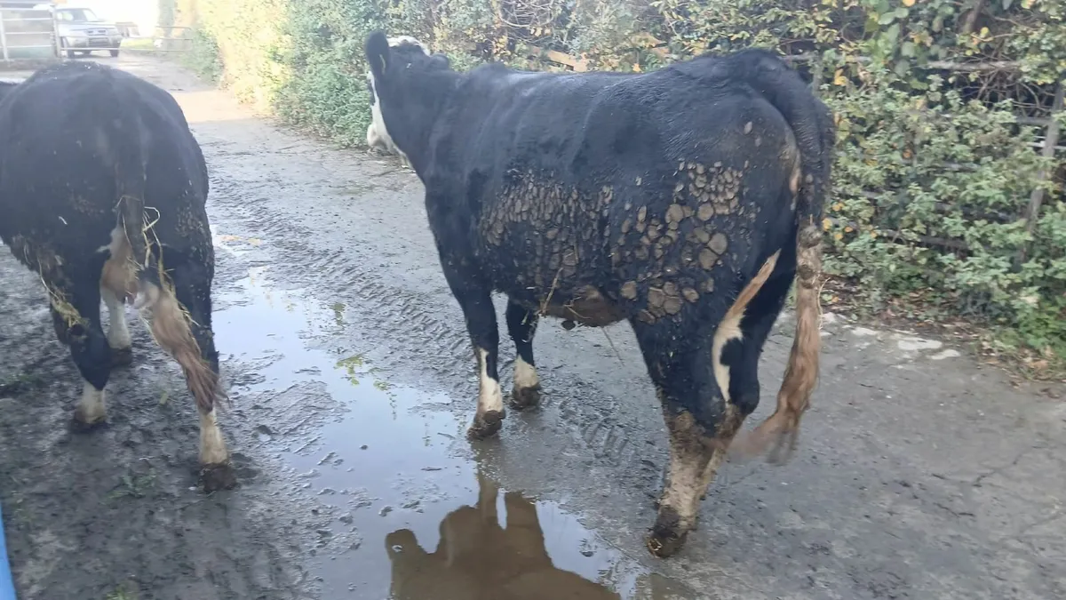 For Sale Gortatlea Mart this Fri, 31st Oct - Image 3