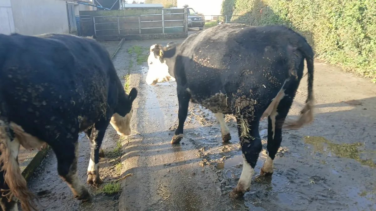 For Sale Gortatlea Mart this Fri, 31st Oct - Image 4