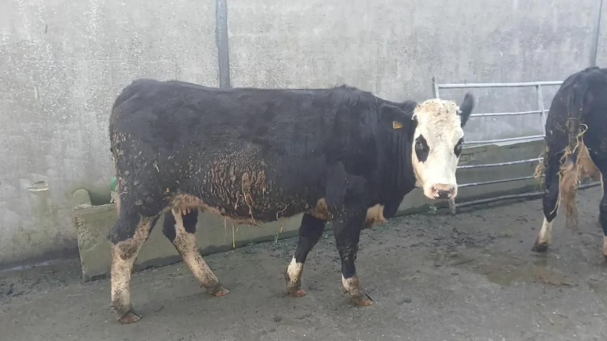 For Sale Gortatlea Mart this Fri, 31st Oct - Image 1