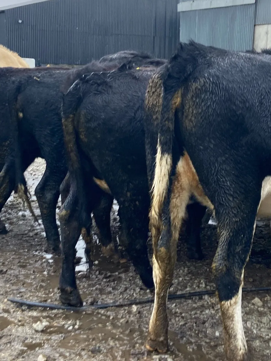 ⭐️18 Hereford heifers 400+kg⭐️ - Image 1