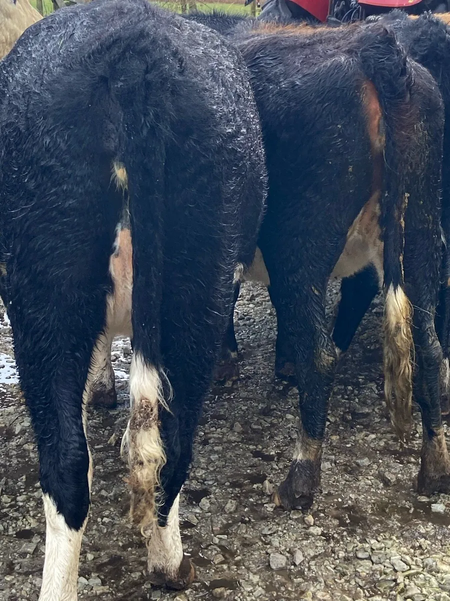 ⭐️18 Hereford heifers 400+kg⭐️ - Image 2