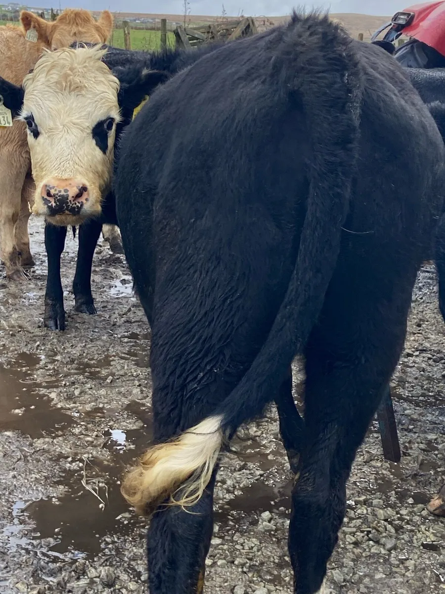 ⭐️18 Hereford heifers 400+kg⭐️ - Image 3