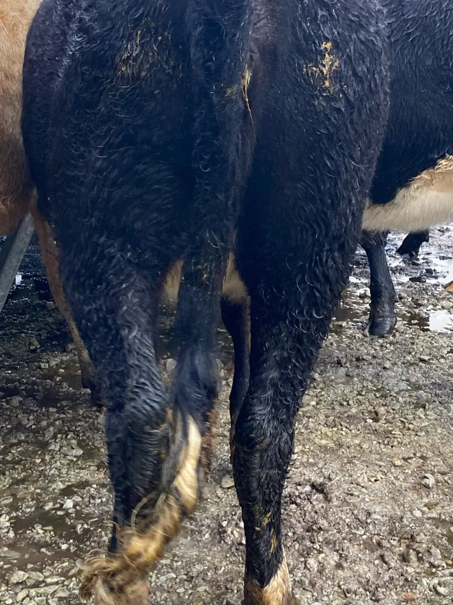 ⭐️18 Hereford heifers 400+kg⭐️ - Image 4
