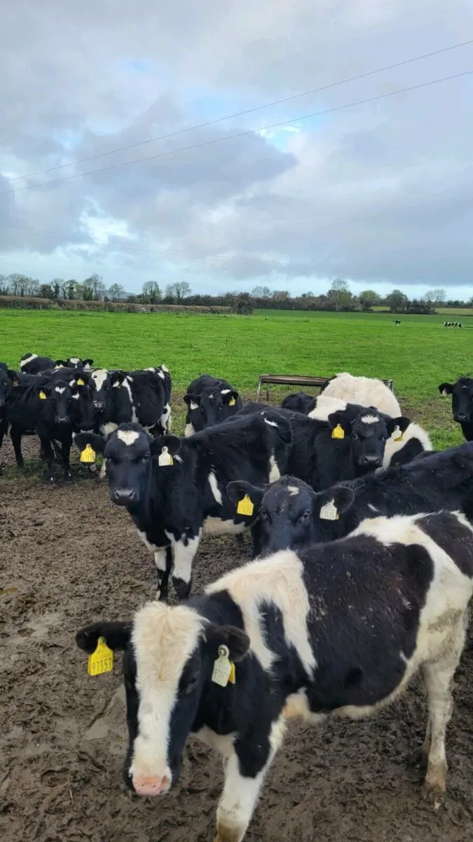 Freisan heifers - Image 1