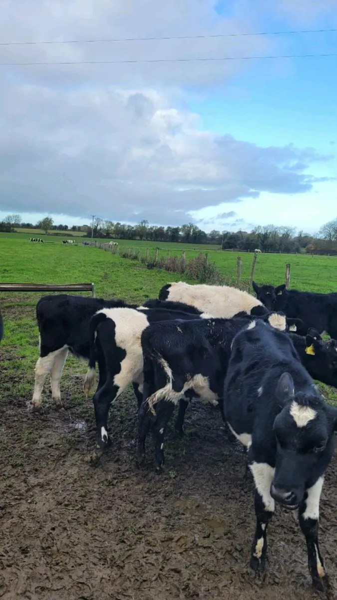 Freisan heifers - Image 2