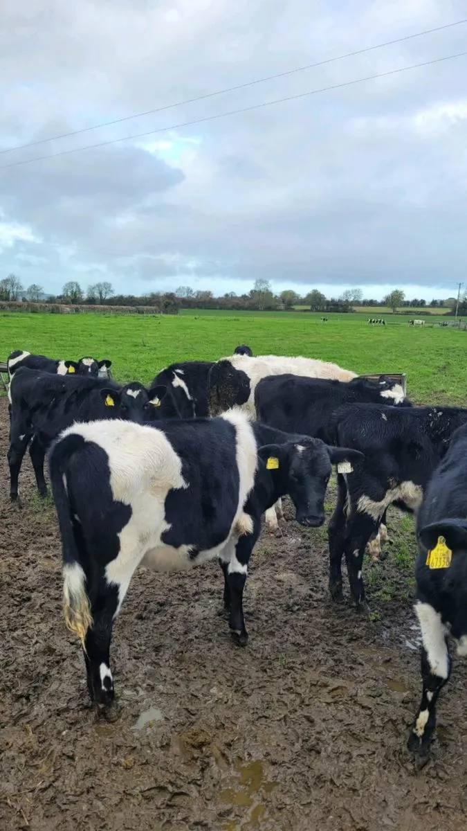 Freisan heifers - Image 3
