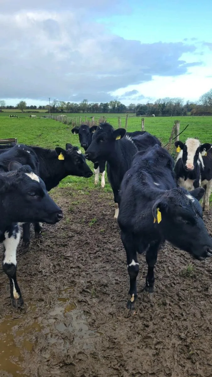 Freisan heifers - Image 4