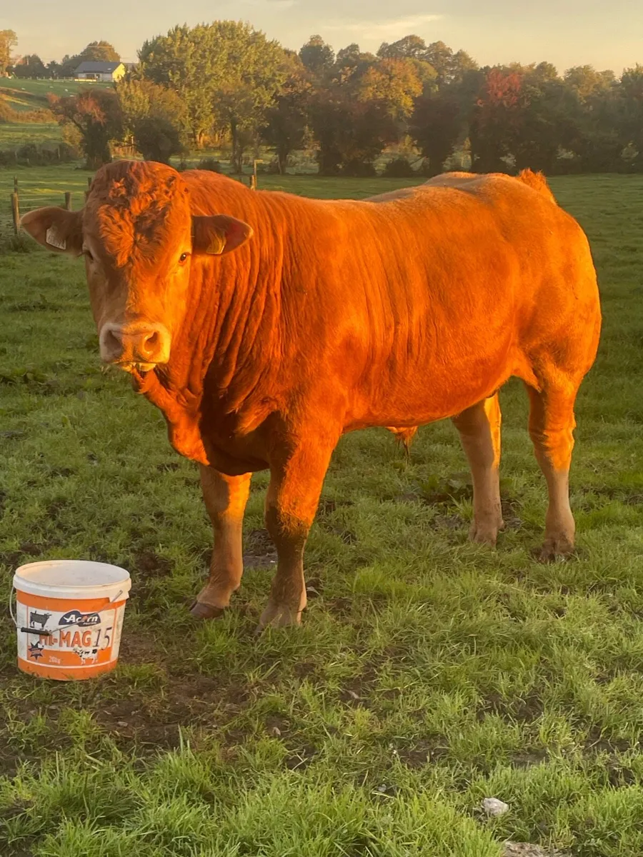 1 registered limousine bull - Image 2