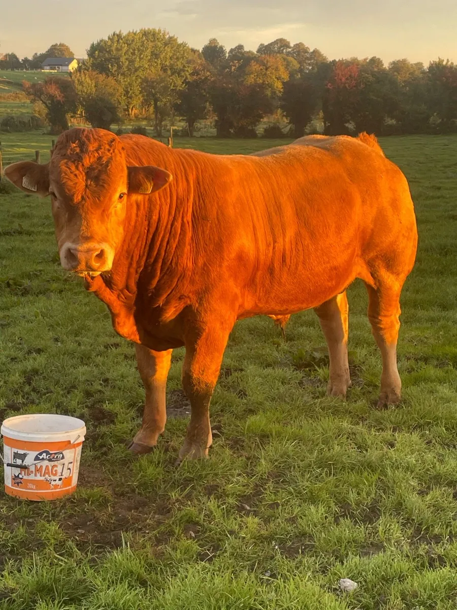 1 registered limousine bull - Image 3