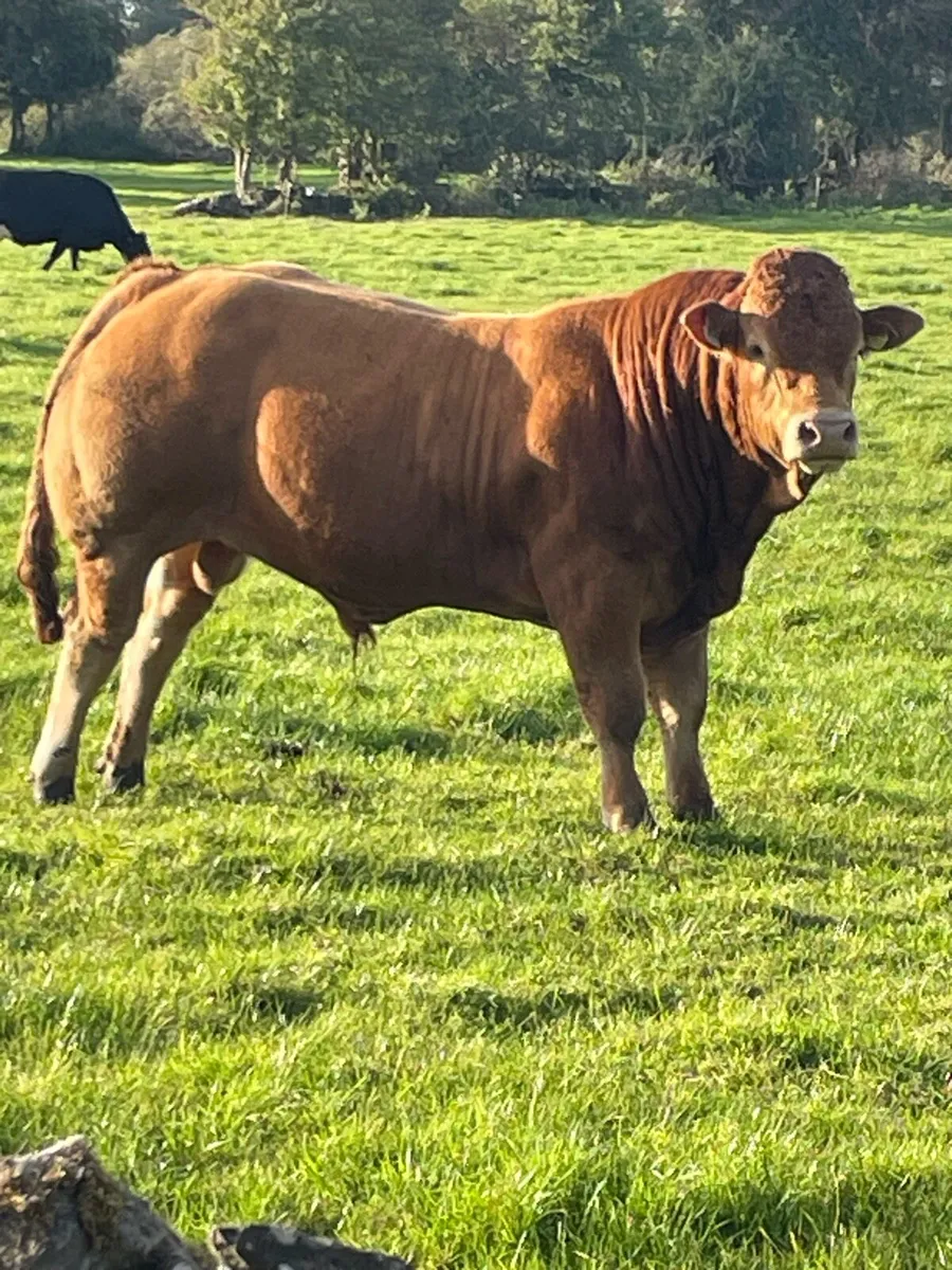1 registered limousine bull - Image 1