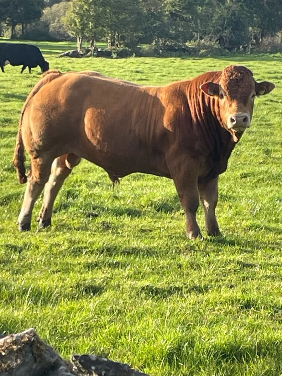 1 registered limousine bull - Image 4