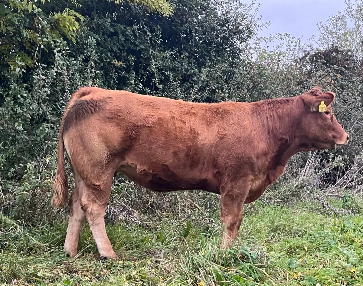 PBR Limousin Incalf Heifers suitable for SCEP - Image 1