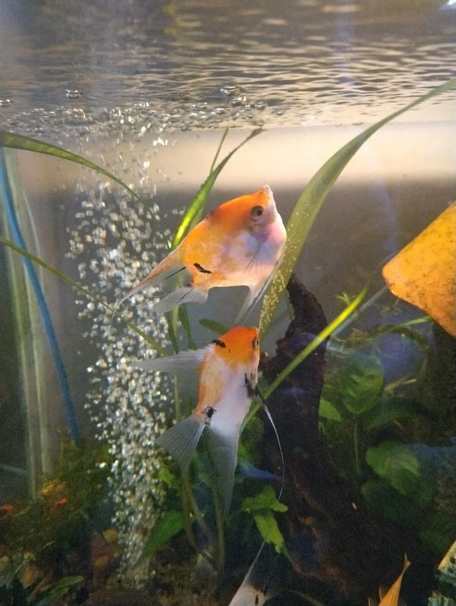 Angel fishes , Pleccos - Image 2