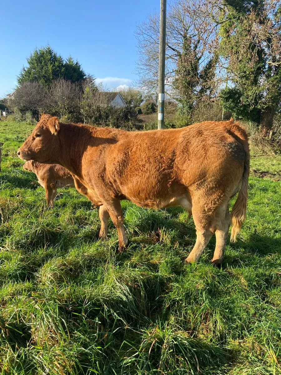 Cow and calf - Image 1