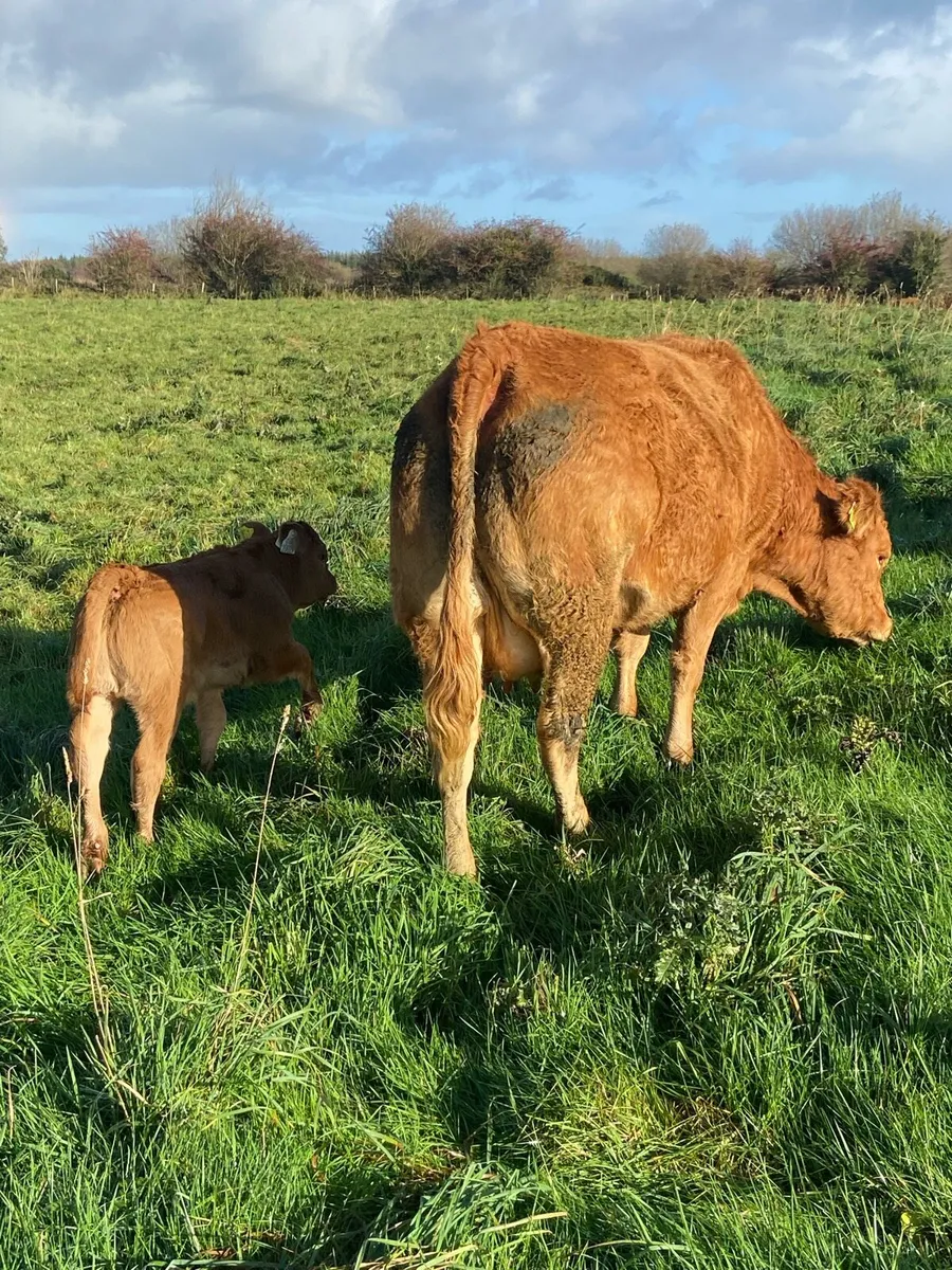 Cow and calf - Image 2