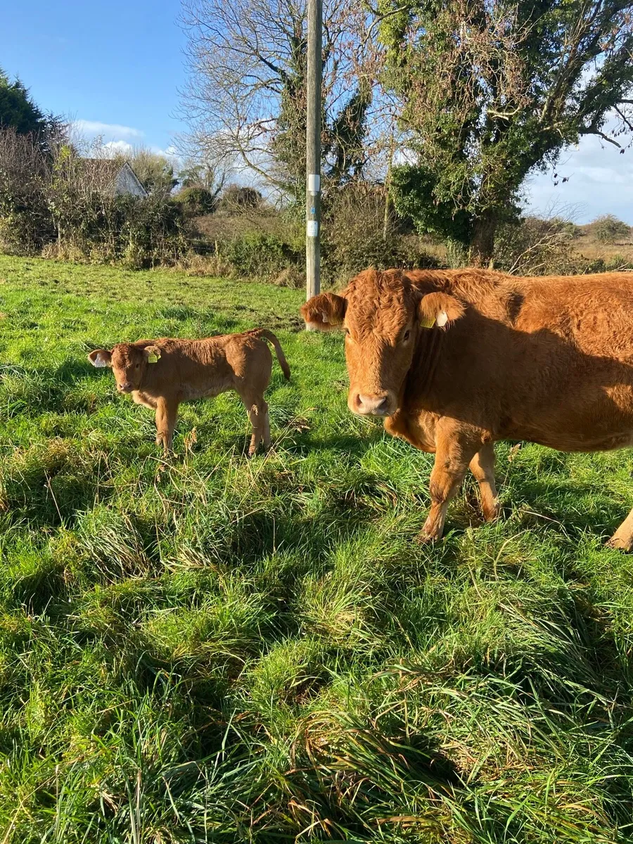 Cow and calf - Image 3