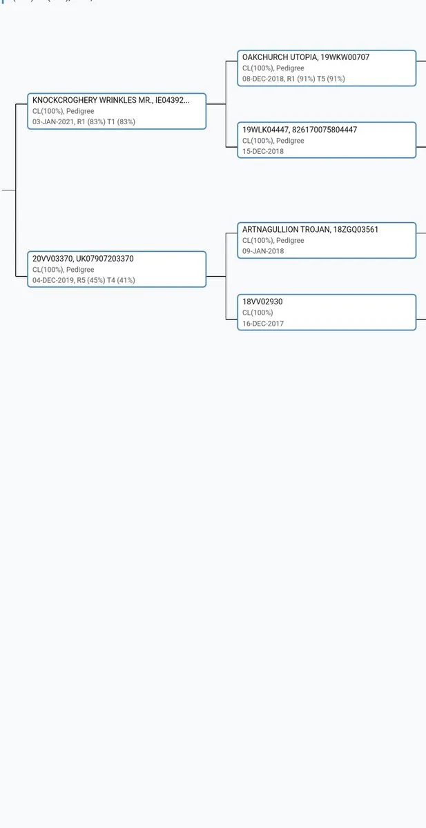 Charollais Ram - Image 3