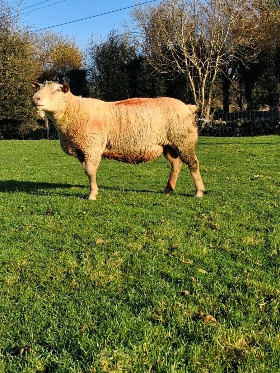 Charollais Ram - Image 4