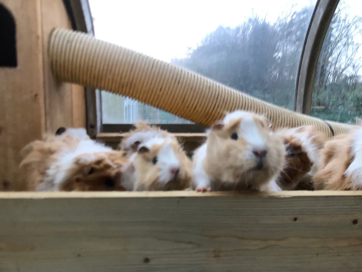Guinea piggies - Image 1
