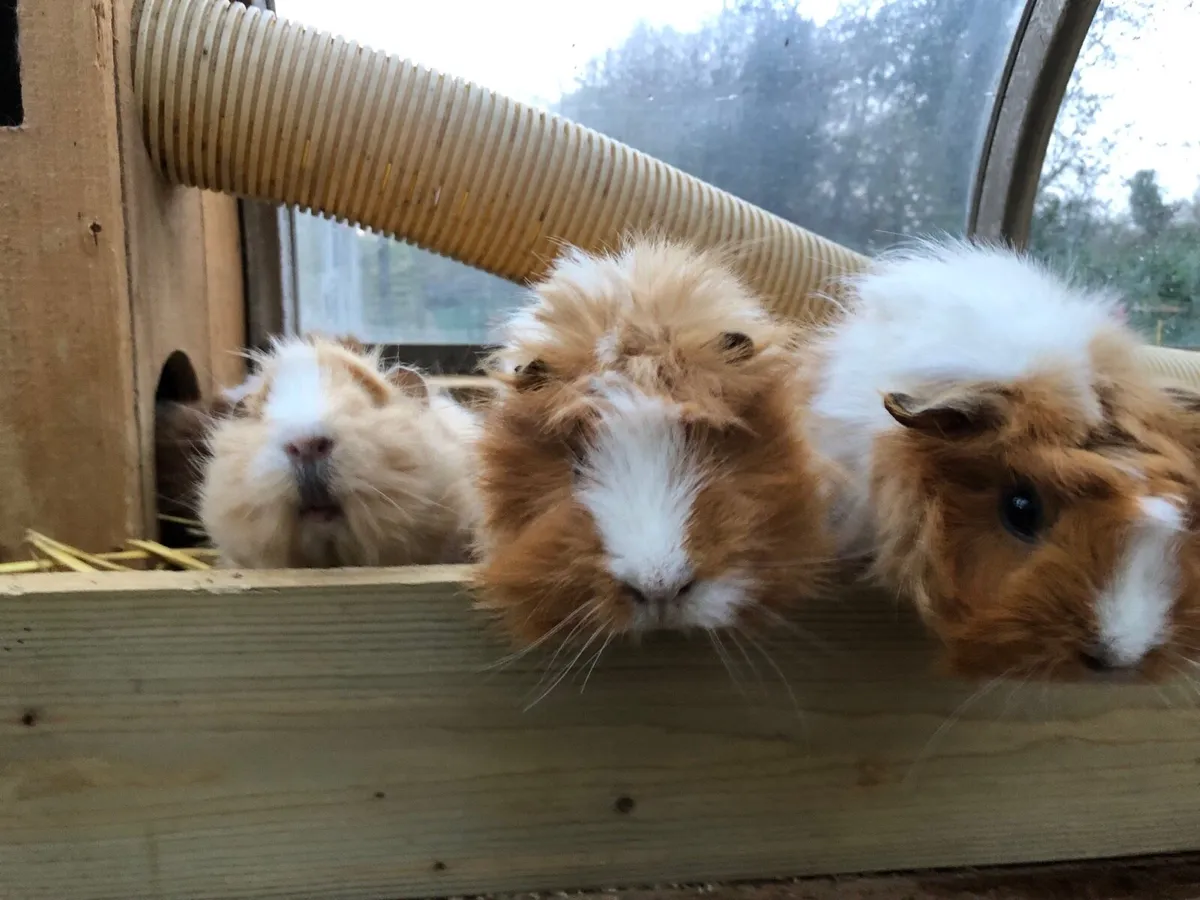 Guinea piggies - Image 2