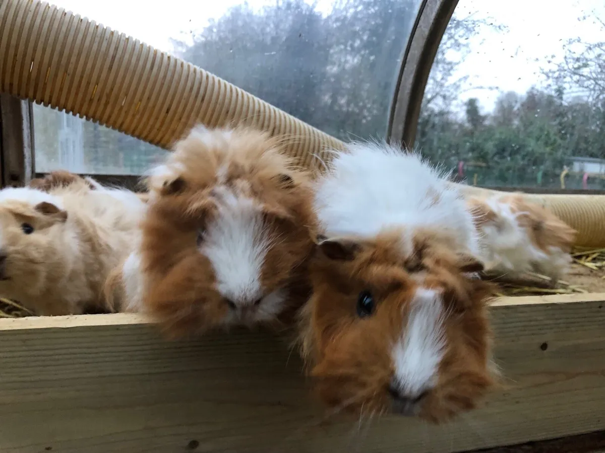 Guinea piggies - Image 3