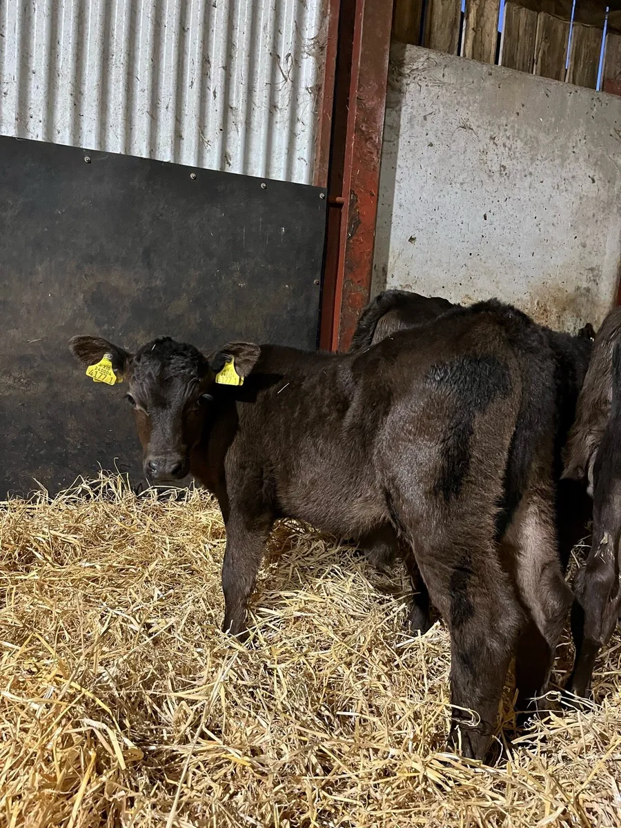 7 Quality Angus/Lim Bulls - Image 1