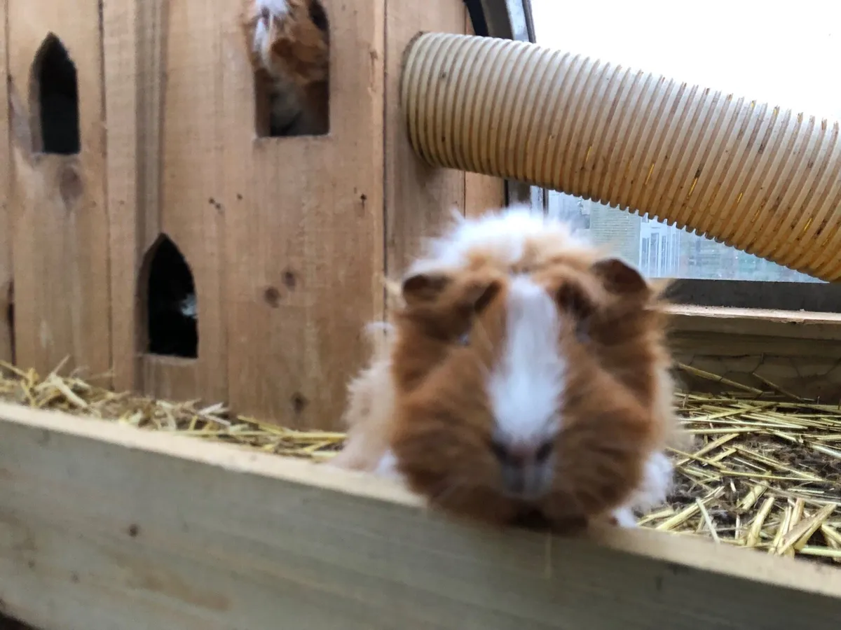 Guinea piggies - Image 4
