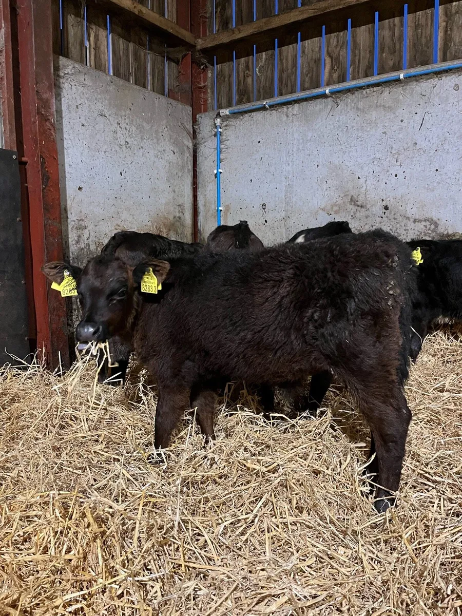 7 Quality Angus/Lim Bulls - Image 2