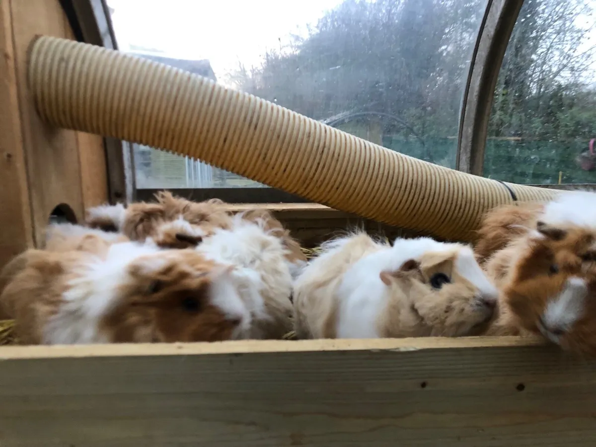 Guinea pigs & Lions Maine X angora bunnies - Image 3