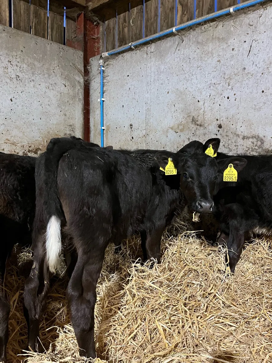 7 Quality Angus/Lim Bulls - Image 3