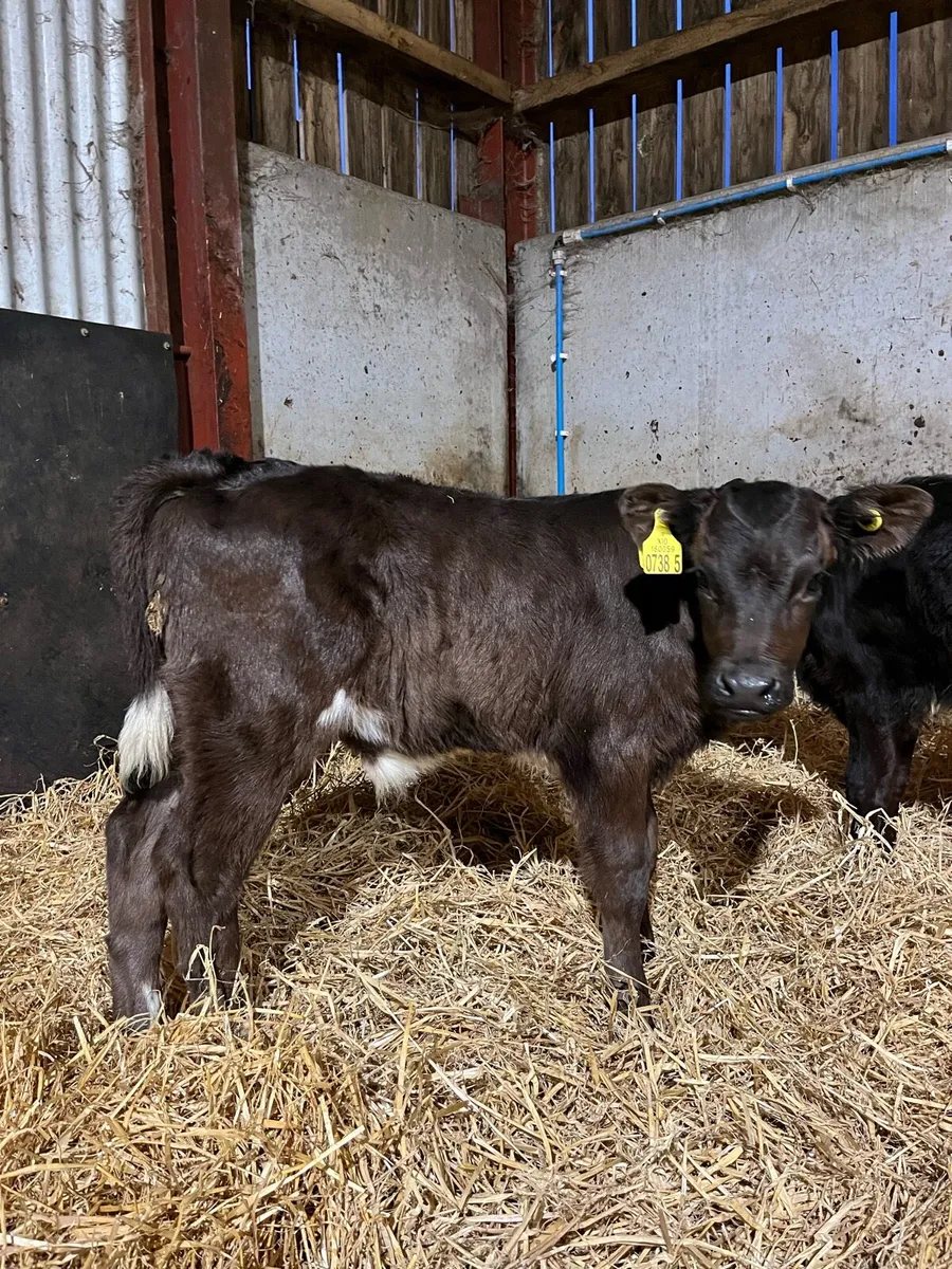 7 Quality Angus/Lim Bulls - Image 4