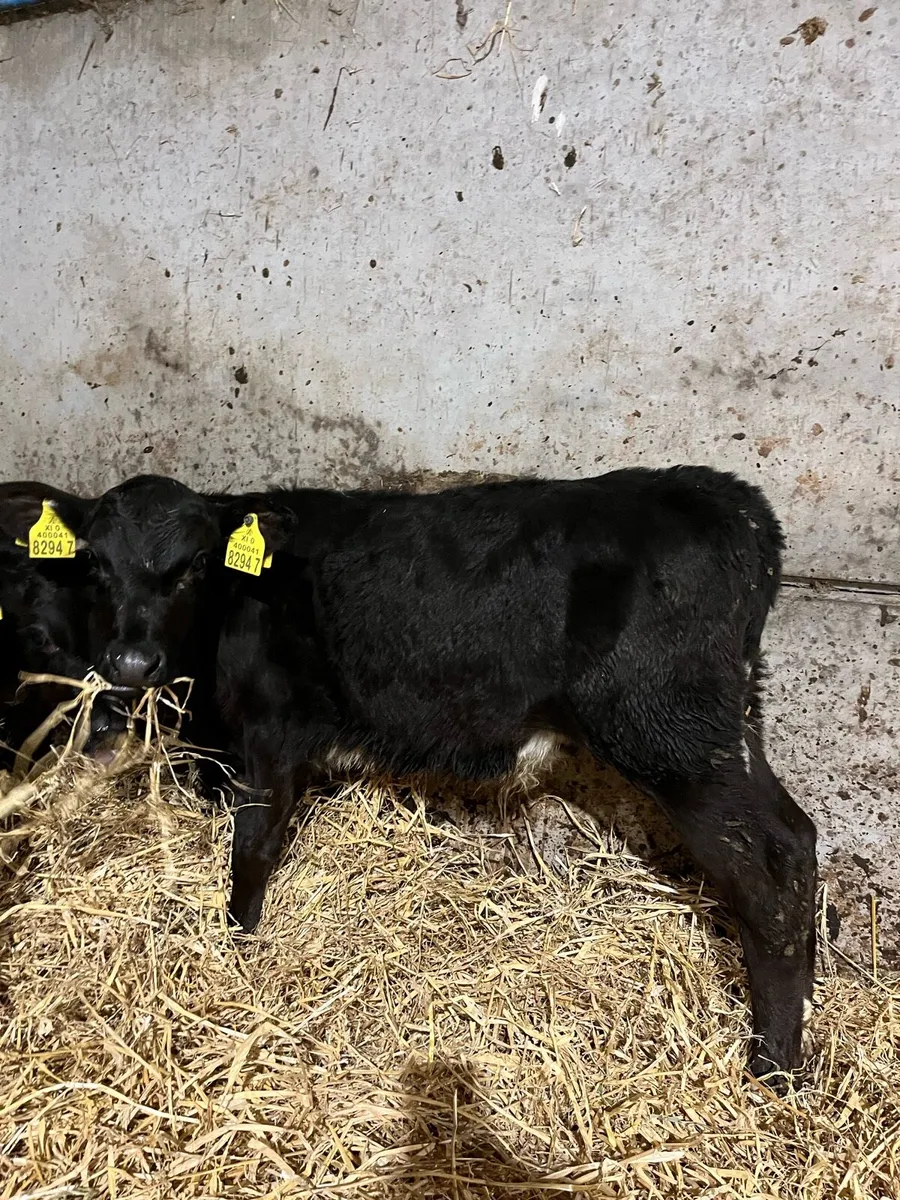 4 Quality Angus Bulls - Image 4