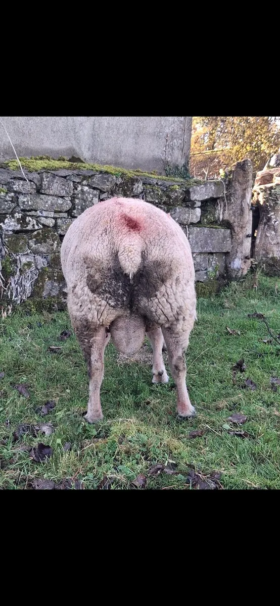 Charollais Ram - Image 2