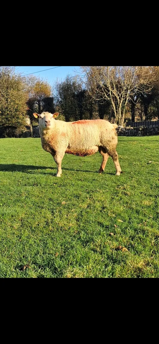 Charollais Ram - Image 1