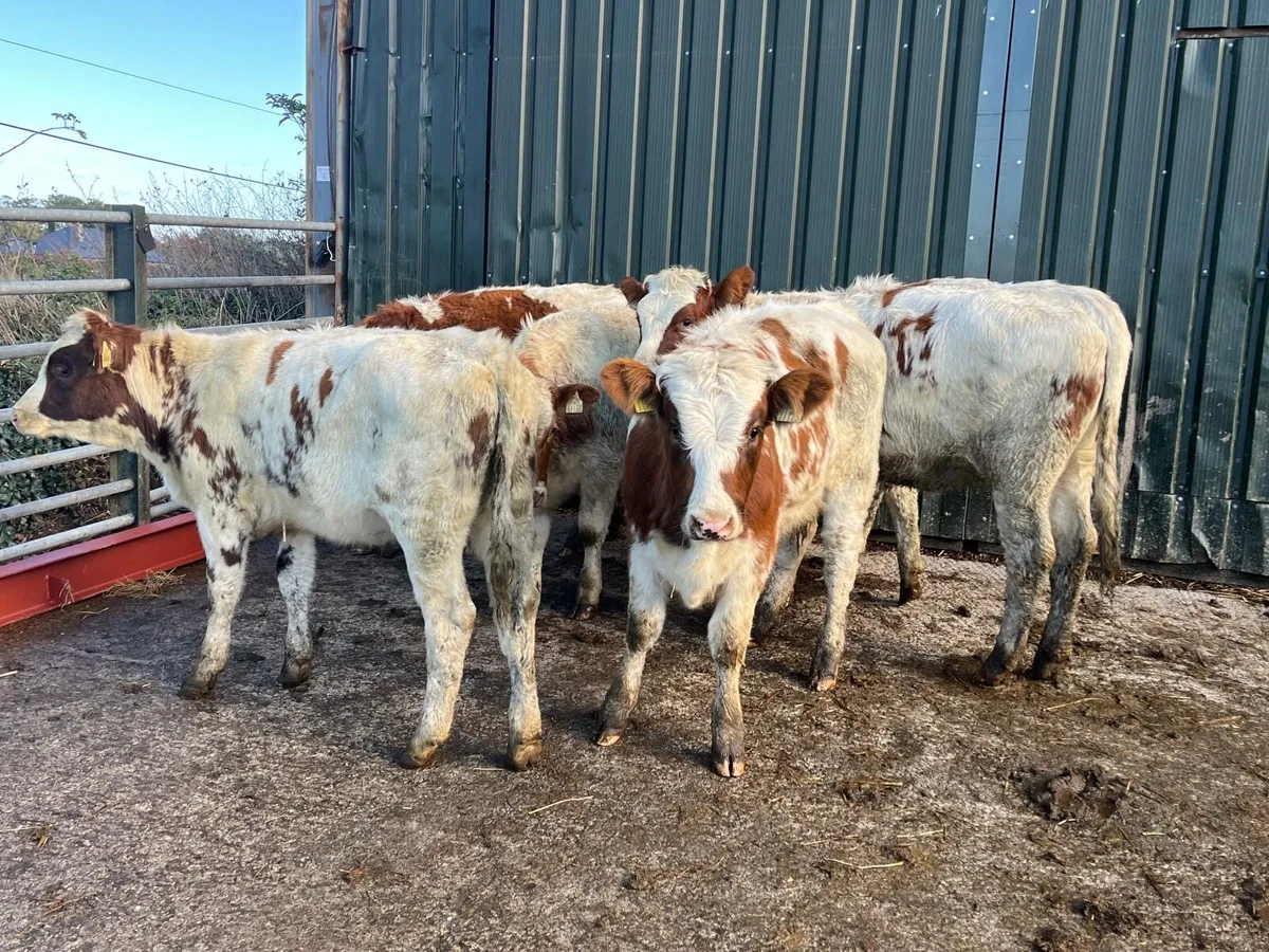 6 super shorthorn suckler bred heifers - Image 1