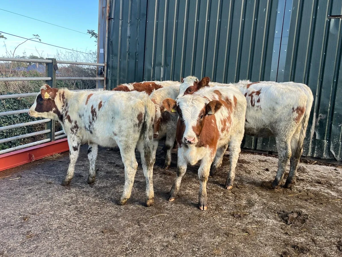 6 super shorthorn suckler bred heifers - Image 2