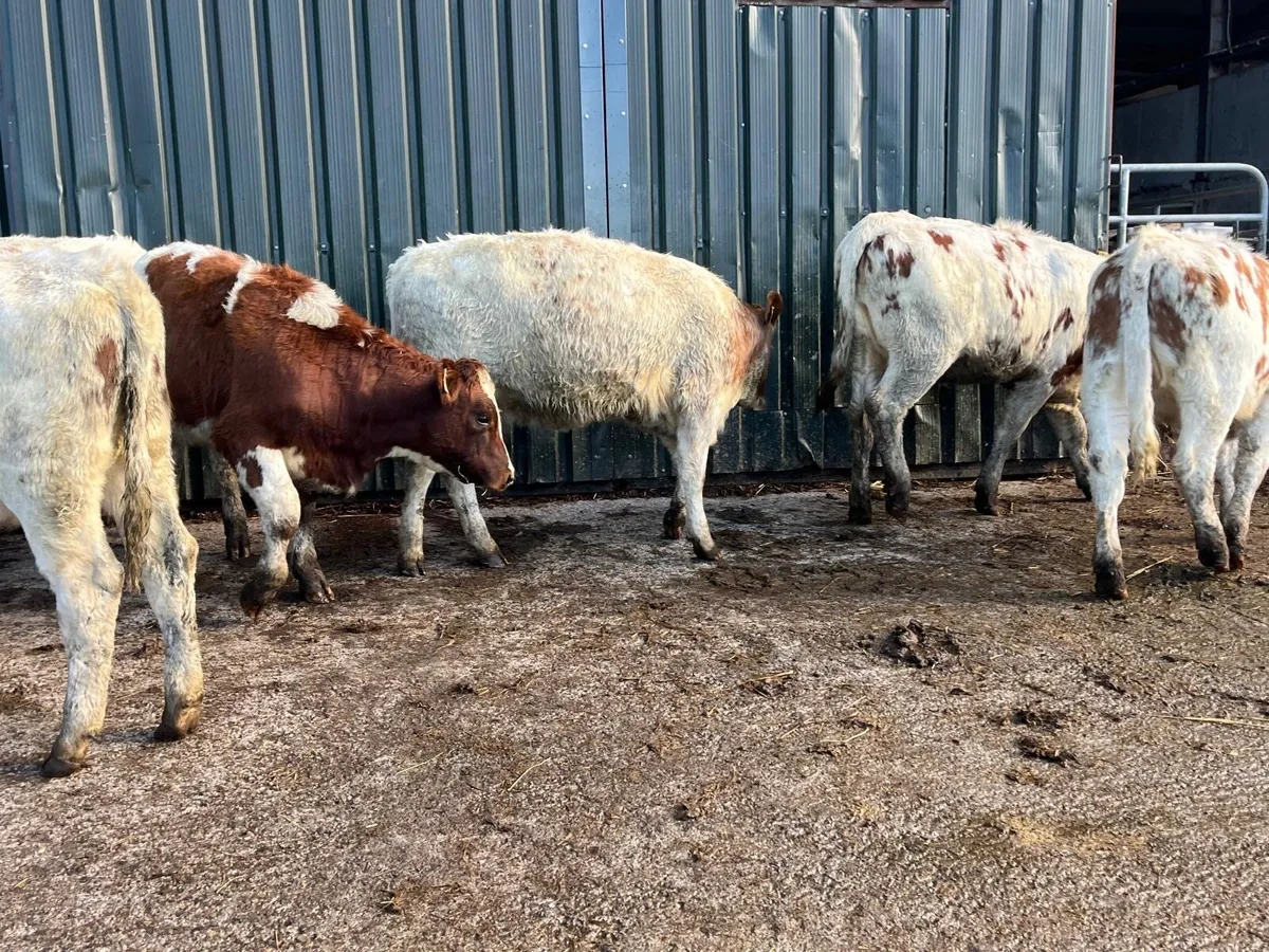 6 super shorthorn suckler bred heifers - Image 3