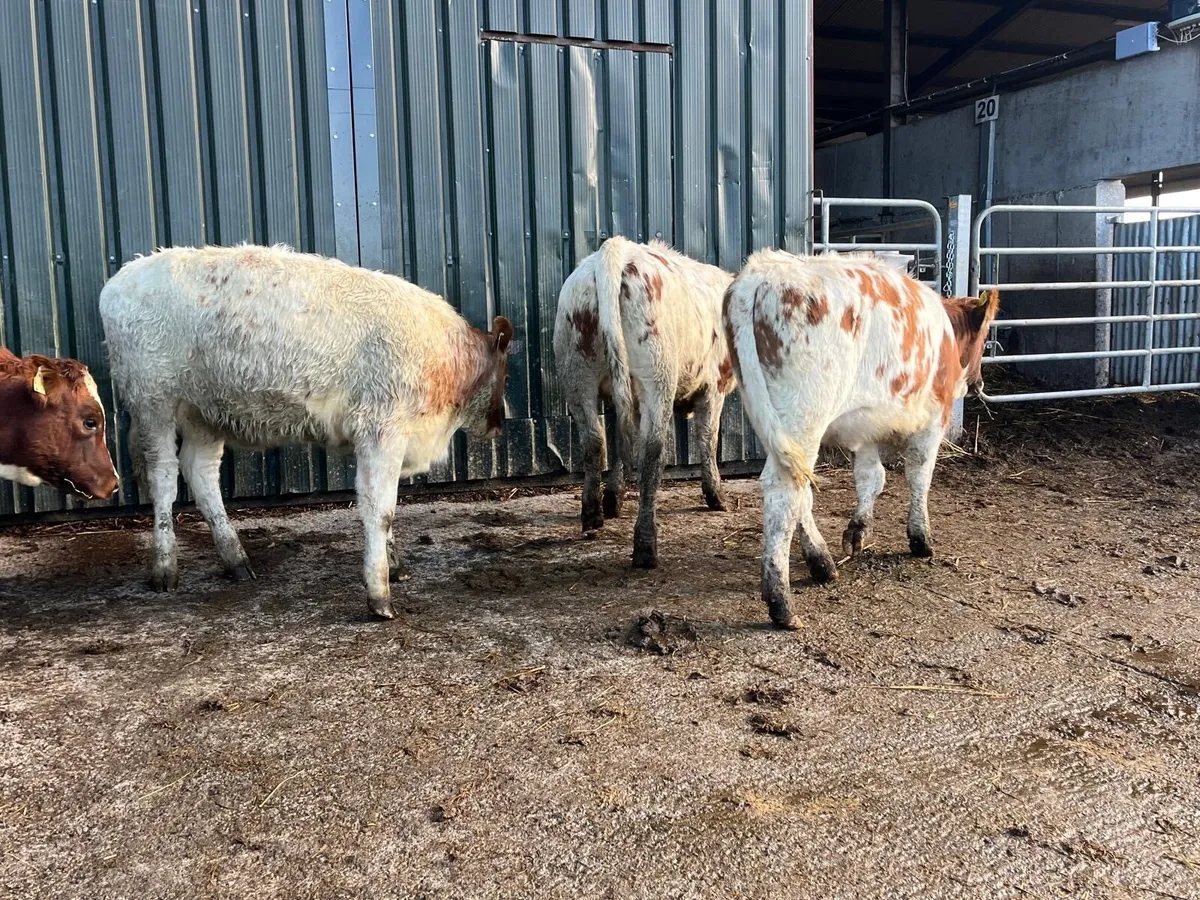 6 super shorthorn suckler bred heifers - Image 4