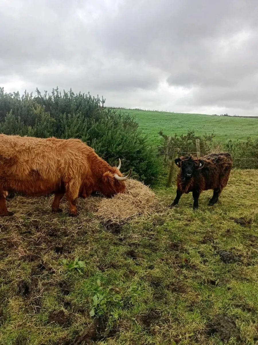 Highland cow and 6 month old heifer calf
