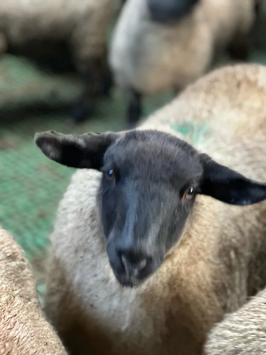 Ewe Lambs for sale - Image 1