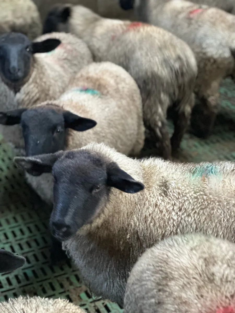 Ewe Lambs for sale - Image 2