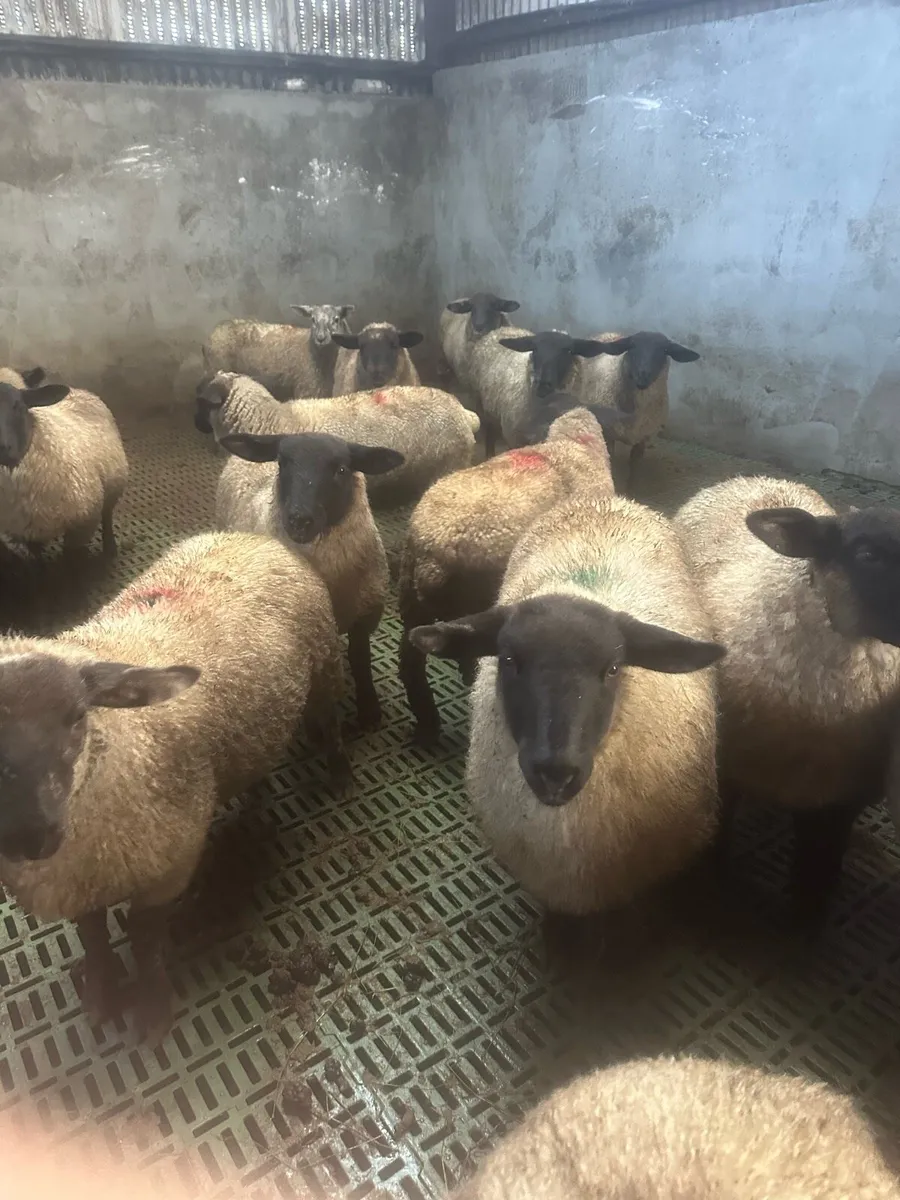 Ewe Lambs for sale - Image 3
