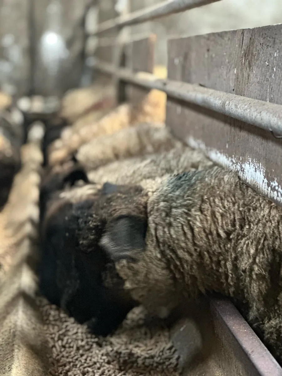 Ewe Lambs for sale - Image 4