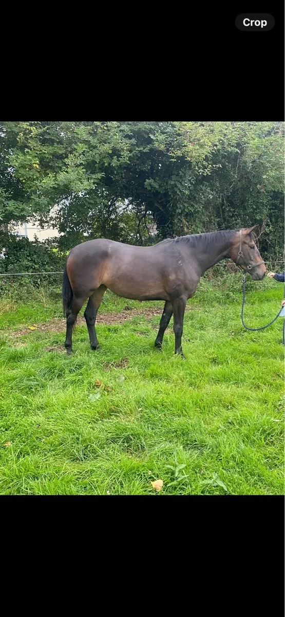Irish sport horse filly - Image 2