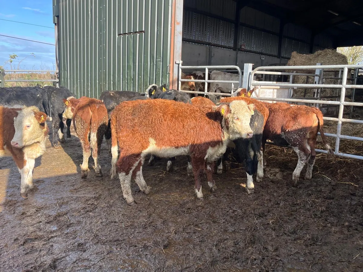 12 super Hereford weanling heifers - Image 1