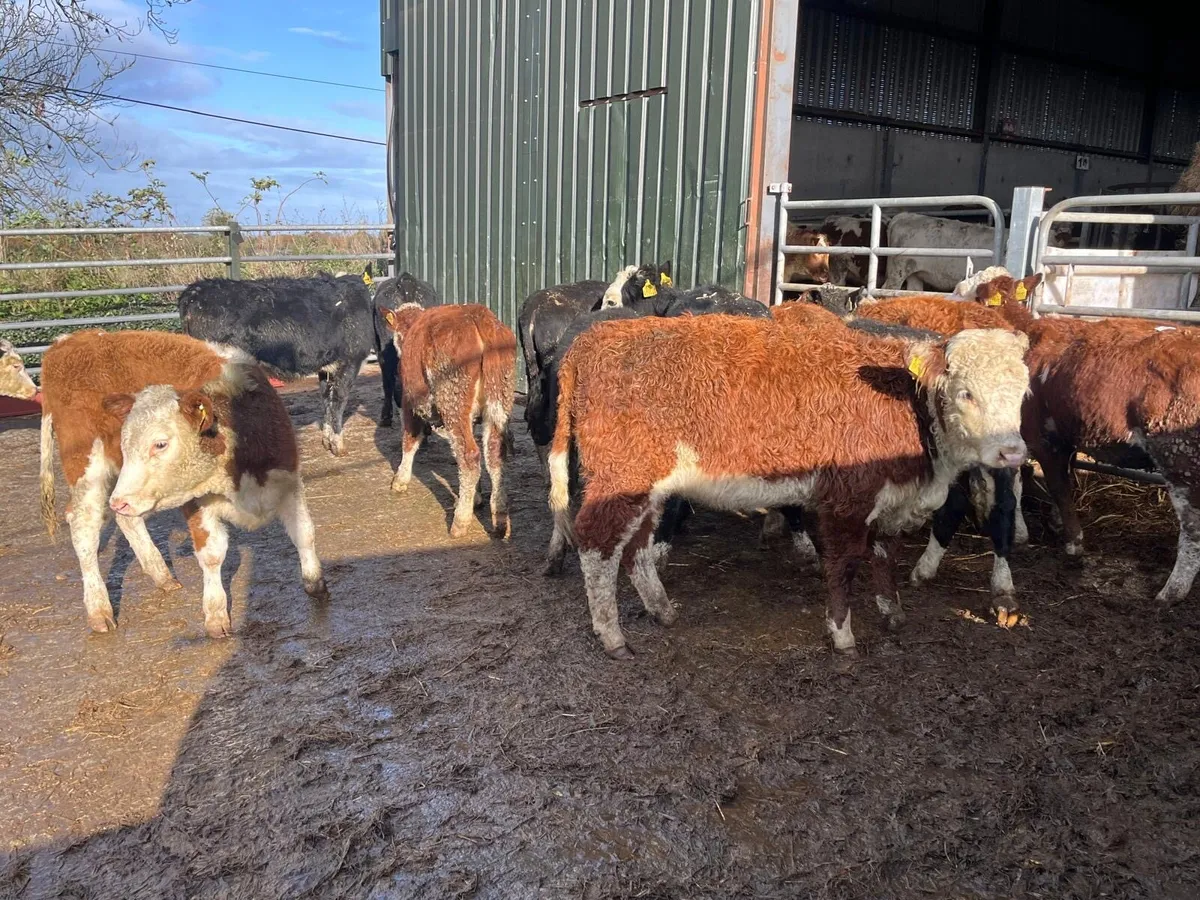 12 super Hereford weanling heifers - Image 2