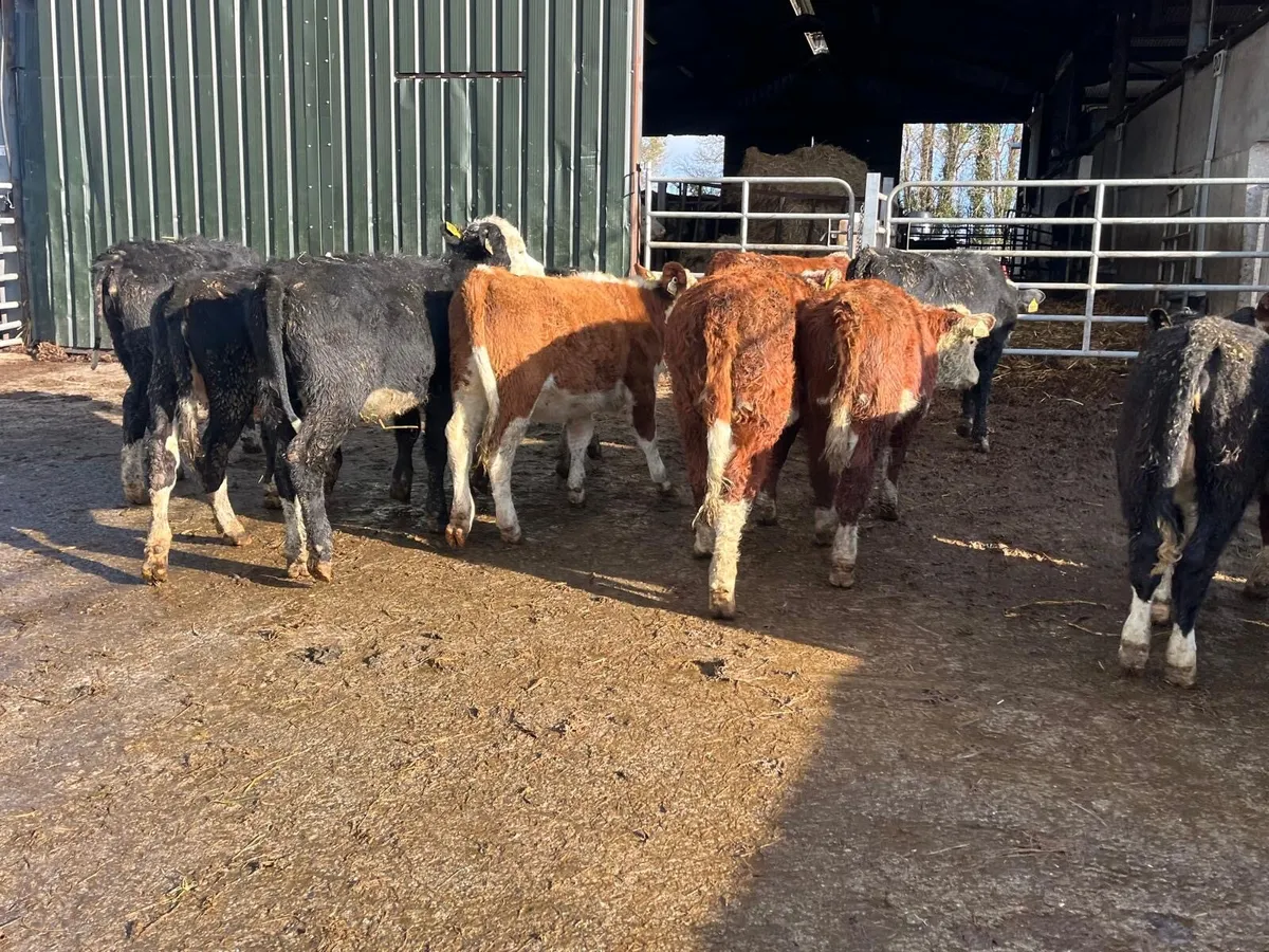 12 super Hereford weanling heifers - Image 3